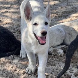 White boy - White male German Shepherd puppy in Pahrump, Nevada from Baca's German Shepherds