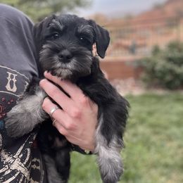Boy 2 - Black and silver Miniature Schnauzer puppy in St. George, Utah from Schnauzer Society