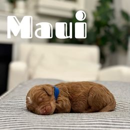 Maui - Blue Collar Male - Red Australian Labradoodle puppy in Whittier, California from Rouxdle Douxdle