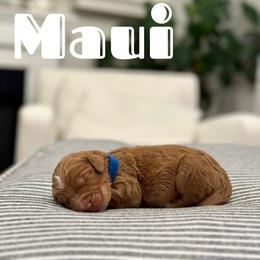 Maui - Blue Collar Male - Red Australian Labradoodle puppy in Whittier, California from Rouxdle Douxdle