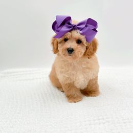 Pearl - Apricot female Cavapoo puppy in Statesville, North Carolina from Doodle Babies