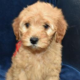 Magnus - Apricot male Goldendoodle puppy in Jasper, Indiana from Hilltop Pups LLC