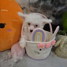 Gianni Long Star Angel - White male Chinese Crested puppy in Amarillo, Texas from Victoria's Chinese Cresteds Long Star Angels