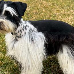 Ella - Miniature Schnauzer