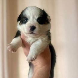 Female 1 - White and black female Pembroke Welsh Corgi puppy in Derby, Iowa from Newton Hay & Cattle