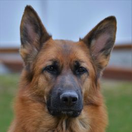 Anja - German Shepherd