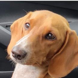 Winnie - Dachshund