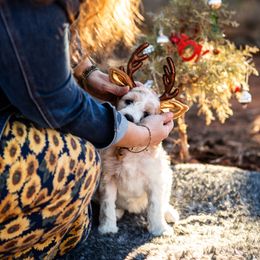 Goldendoodle Puppies from Fire Sky Kennels