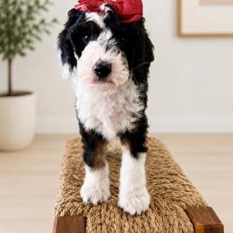 Prada - Black and white female Aussiedoodle puppy in Queen Creek, Arizona from Sunny Doodles