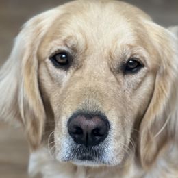 Golden Retrievers and Wirehaired Pointing Griffons from Maine Backwoods Kennel
