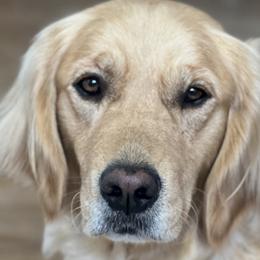 Golden Retrievers and Wirehaired Pointing Griffons from Maine Backwoods Kennel