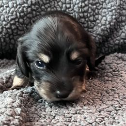 Girl 2 - Black and cream female Dachshund puppy in Pacific, Washington from Han&Jan Doxie’s