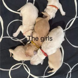 Girl 6 - Light golden female Golden Retriever puppy in Chatham, Virginia from Barron’s Dan River Retrievers