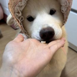 Jindo All Grown Up from Hwarang Kennel Korean Jindo | 화랑 진돗개