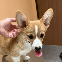 Brigitte - Pembroke Welsh Corgi