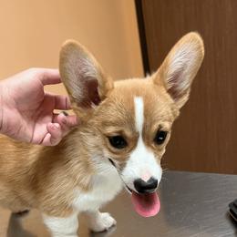 Brigitte - Pembroke Welsh Corgi