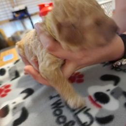 Goldendoodle Puppies from Royale's Goldendoodles