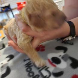 Goldendoodle Puppies from Royale's Goldendoodles