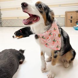 Sky - Aussiedoodle