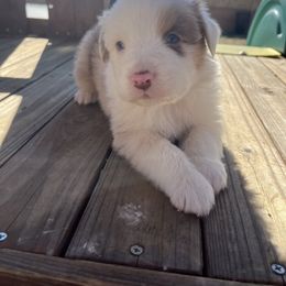 Boy 3 - Red merle Australian Shepherd puppy in Fontana, California from J.O Family Aussies
