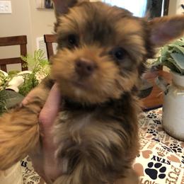 Yorkshire Terrier Puppies from Happy Days Acres and Yorkies