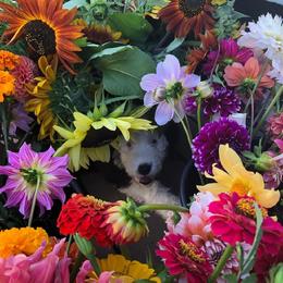 Old English Sheepdog Puppies from Sapphire Eyes Sheepdogs