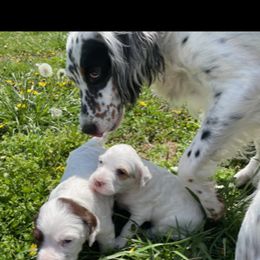 English Setter Puppies from English Setter Farms
