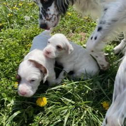 English Setter Puppies from English Setter Farms