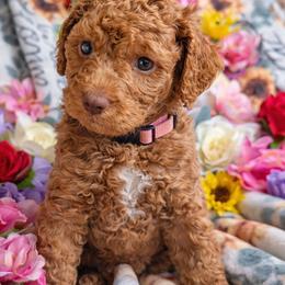 Goldendoodles and Golden Retrievers from Top Gun Golden Retrievers