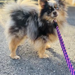 Aurora - Chocolate merle female Pomeranian puppy in Buck Valley, Pennsylvania from Buck Valley Pomeranians