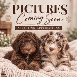 Lynx - Brown and white female Aussiedoodle puppy in Sweetwater, Florida from Sandy Snout Doodles
