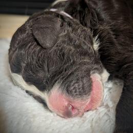 Penne - Brown and white female Sheepadoodle puppy in Berwick, Pennsylvania from Wright’s Wiggle Butts