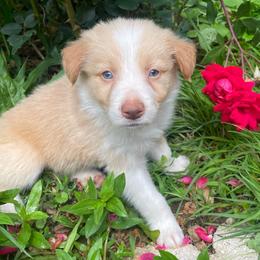Green Collar AKA Green Lantern - Gold male Border Collie puppy in Gadsden, Alabama from Collie Wood Hills