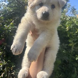 Purple Collar - White female German Shepherd puppy in Sylvania, Ohio from Mitso Shepherds