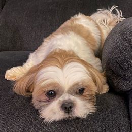 June - Shih Tzu
