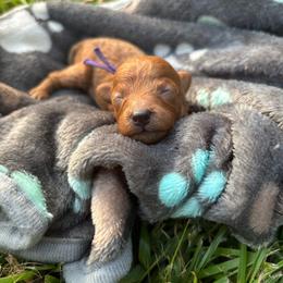 Starlight - Red  female Poodle puppy in Picayune, Mississippi from JEN's Poodles