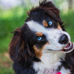 Australian Shepherds and Miniature Australian Shepherds from Black Hills Aussies