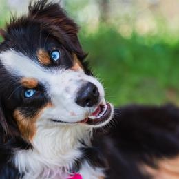 Australian Shepherds and Miniature Australian Shepherds from Black Hills Aussies