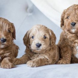 Goldendoodles from Acorn Acres Goldendoodles