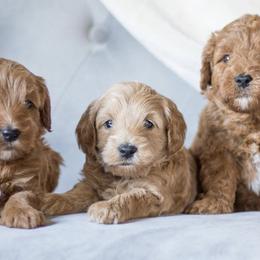 Goldendoodles from Acorn Acres Goldendoodles