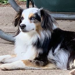 Toy Australian Shepherds from Aussies on the Farm