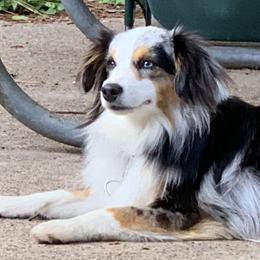 Toy Australian Shepherds from Aussies on the Farm