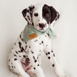 Dalmatian and Doberman Pinscher Puppies from Lorelei Legends