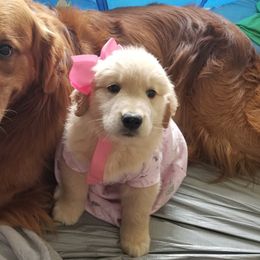 Golden Retriever Puppies from Big Bend Goldens