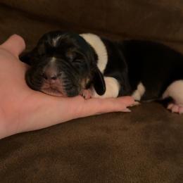 Dorthy - Black white and tan female Basset Hound puppy in Letcher, Kentucky from Hackers Appalachian Basset Hounds