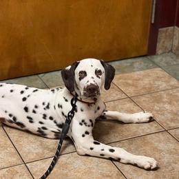 Dalmatian Puppies from Spotted Jewels Dalmatians
