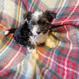 Zayn - Parti male Yorkshire Terrier puppy in Bolton, Connecticut from Elle Yorkies
