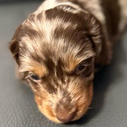Dapple dark girl - Dapple female Dachshund puppy in Buckeye, Arizona from Ryder's Roundup