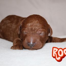Rocket - Red  male Poodle puppy in Sheridan, California from Renegade Standard Poodles