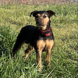 Bo - Jagdterrier